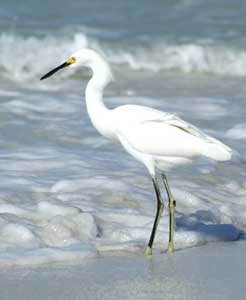 Sarasota Egret